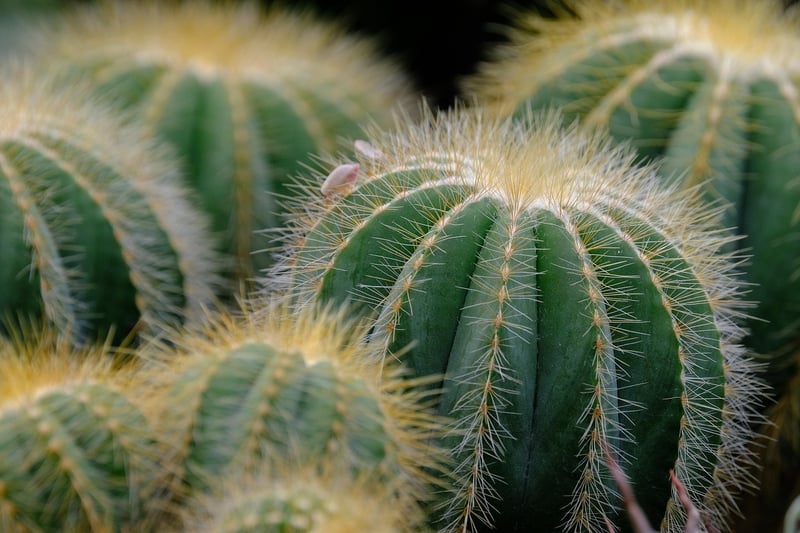 Ghost Plant